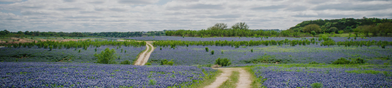 Field of purple flowers